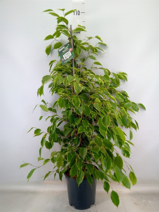 <h4>Ficus benja. 'Golden King'</h4>