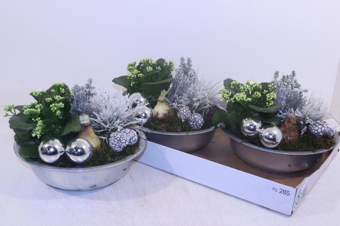 <h4>ARR HIPPEASTRUM</h4>