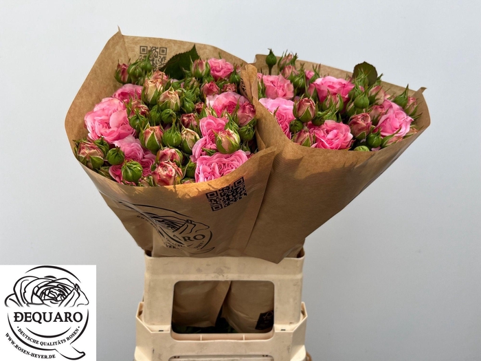 <h4>R TR MARIATHERESIA</h4>