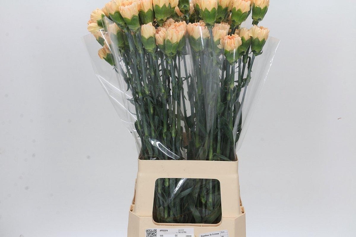 <h4>Dianthus St Crimea</h4>