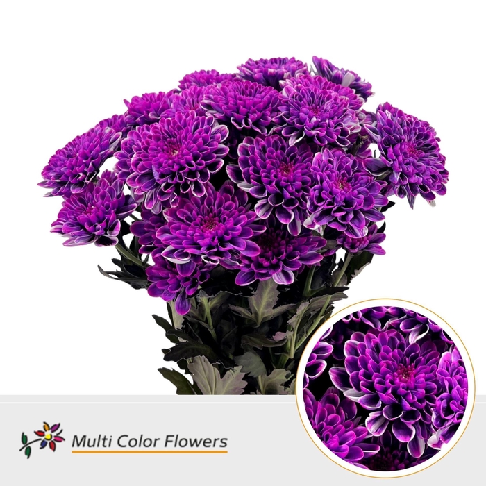 <h4>Chr. Tr DYED Vice City</h4>