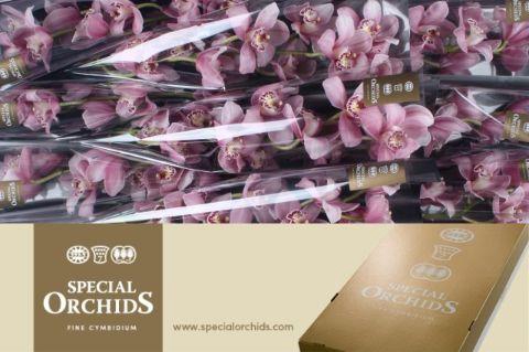 <h4>ELLIOT ROGERS C290.</h4>