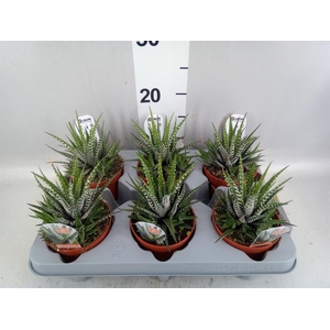 Haworthia fasciata 'Big Band'