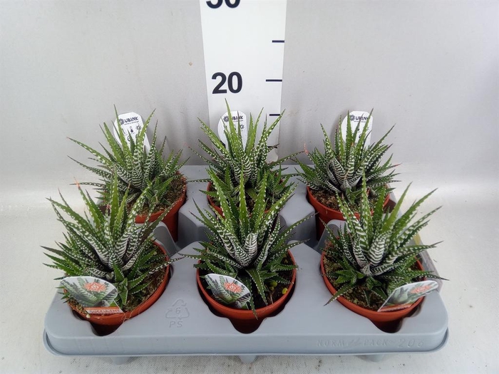 <h4>Haworthia fasciata 'Big Band'</h4>