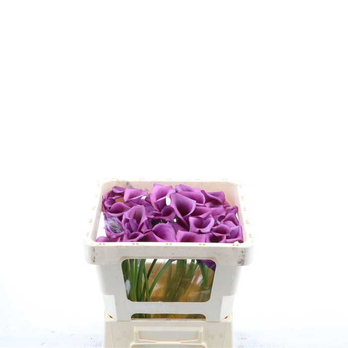 <h4>Calla Durban</h4>