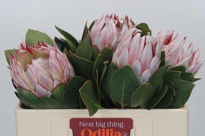 Protea Cynaroides
