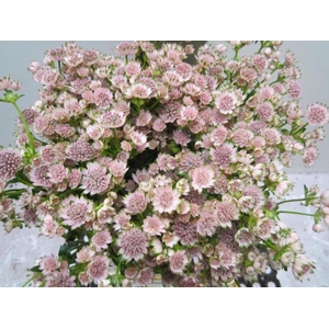 Astrantia Billion Sweet Rose