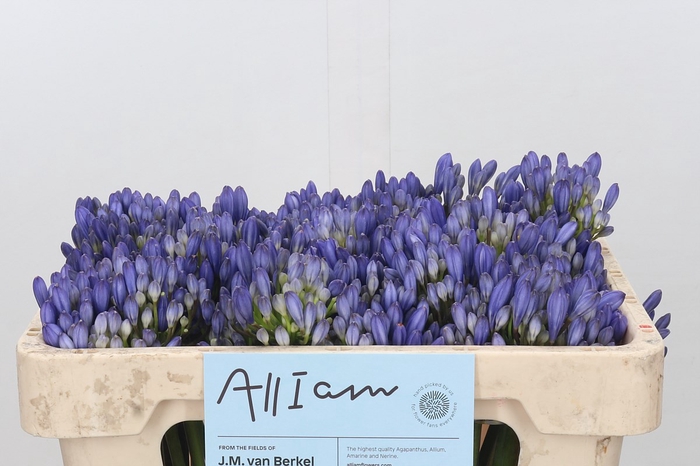 <h4>Agapanthus EYFORI Blue</h4>