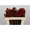 Kaaps Groen Tortum Red