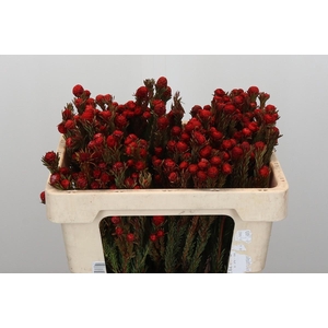 Kaaps Groen Tortum Red