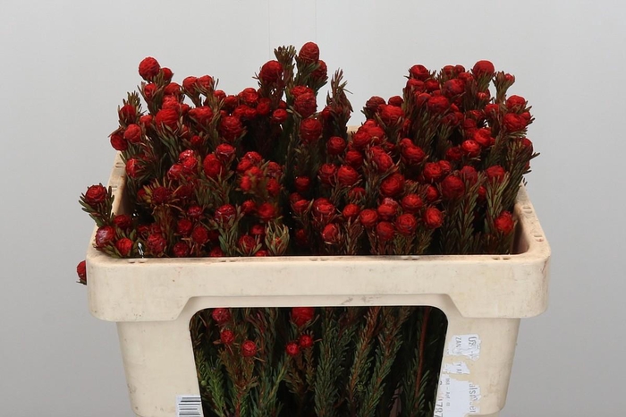 <h4>Kaaps Groen Tortum Red</h4>