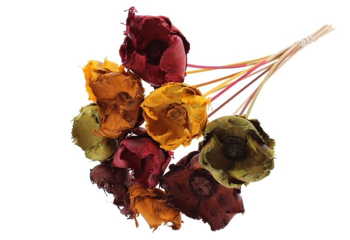 Palm cup on stem Bleached  Pumpkin Spice