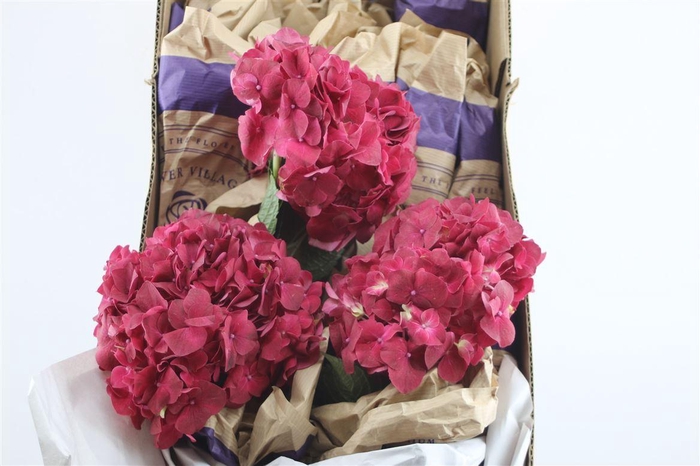 <h4>Hydr. M Trophy Red 60-16</h4>