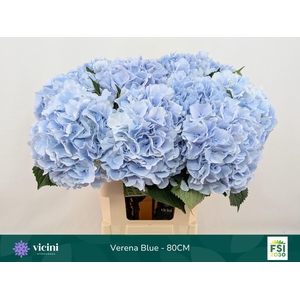 Hydrangea  'Verena Blue'