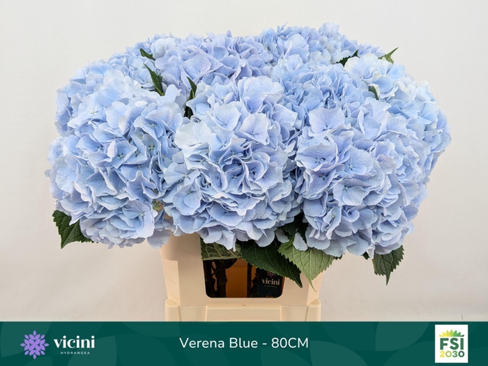 <h4>Hydrangea  'Verena Blue'</h4>