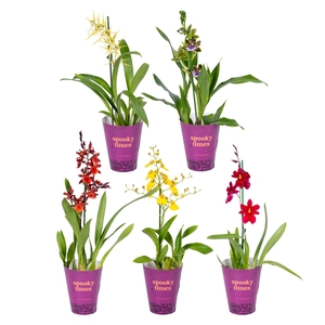 ORCHIDEEEN OVERIG