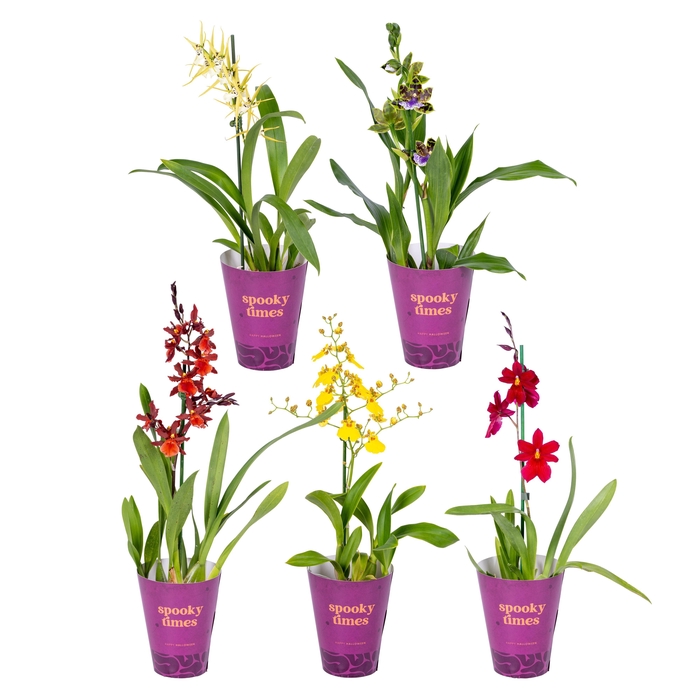 <h4>ORCHIDEEEN OVERIG</h4>