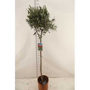 Olijf 27 Cm. P. Europaea Op Stam 160 Cm. Hoog