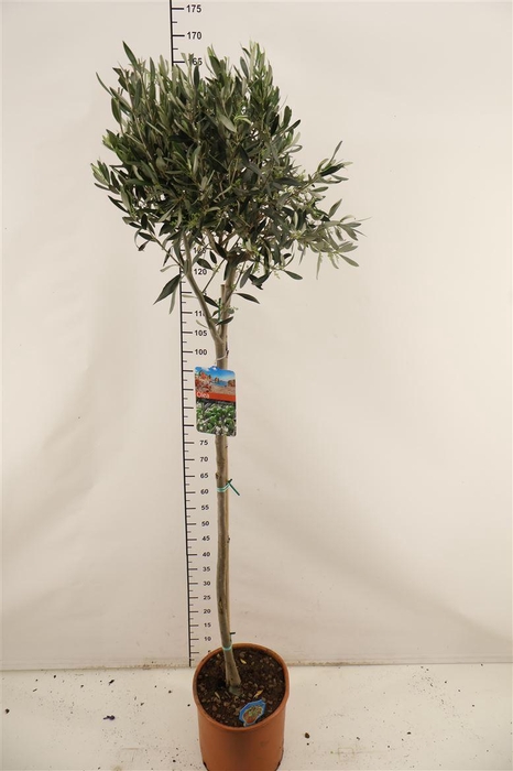 <h4>Olijf 27 Cm. P. Europaea Op Stam 160 Cm. Hoog</h4>