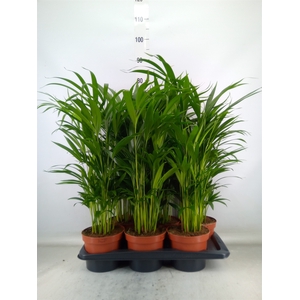 Dypsis lutescens   ...Chrysalidoca