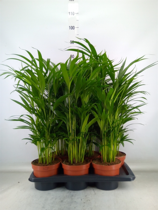 <h4>Dypsis lutescens   ...Chrysalidoca</h4>