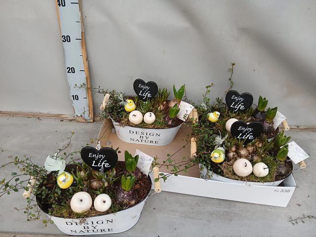 <h4>ARR BOL KNOLGEWAS</h4>