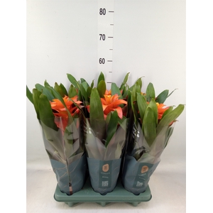 Guzmania  'Fiero Orange'