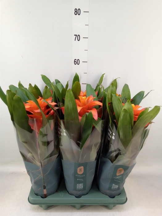 <h4>Guzmania  'Fiero Orange'</h4>