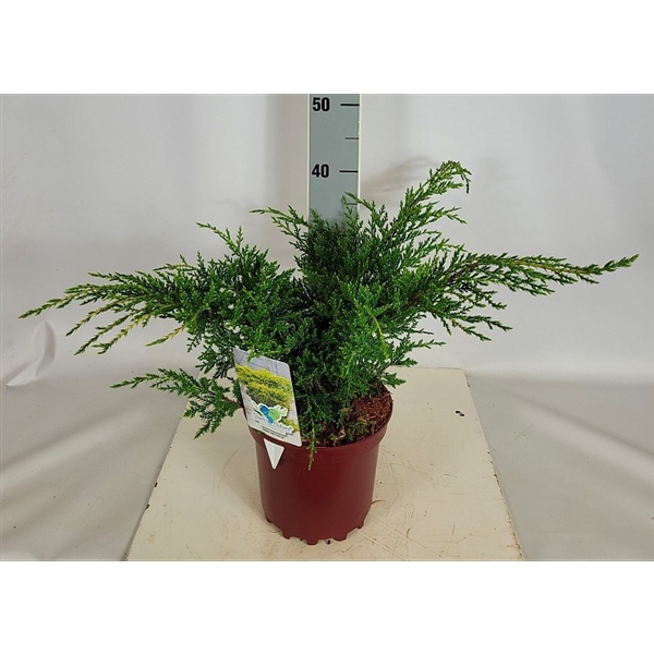 <h4>Juniperus media 'Gold Star' C3 25-30</h4>