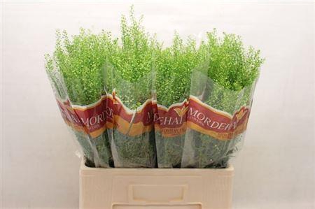 <h4>Lep Ru Green Bell</h4>