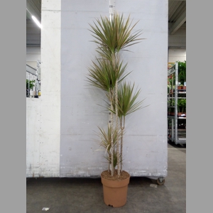 Dracaena marg. 'Bicolor'