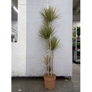 Dracaena marg. 'Bicolor'