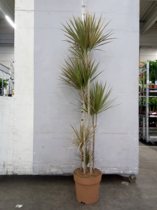 <h4>Dracaena marg. 'Bicolor'</h4>