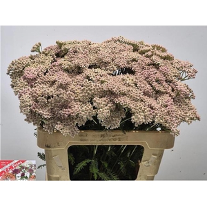ACHIL M LILAC BEAUTY
