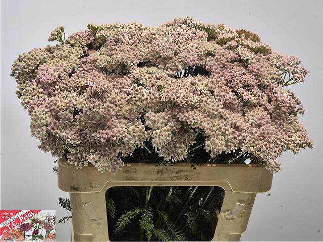 <h4>ACHIL M LILAC BEAUTY</h4>