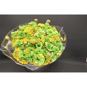 Cl Pon-pon Merlino Xxl