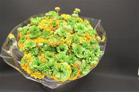 <h4>Cl Pon-pon Merlino Xxl</h4>