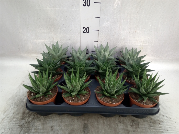 Haworthia   ...mix