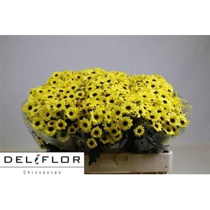 Chr San Yin Yang Yel