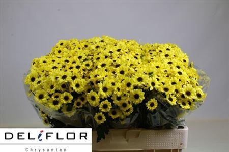 <h4>Chr San Yin Yang Yel</h4>