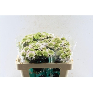 Scabiosa Focal Scoop Vanilla