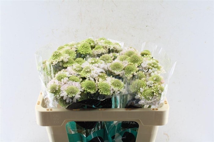 <h4>Scabiosa Focal Scoop Vanilla</h4>