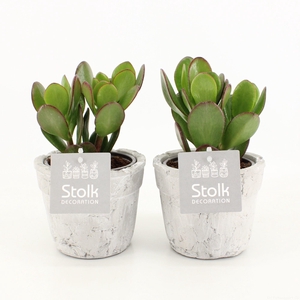 Crassula Ovata 10,5 in stone look pot