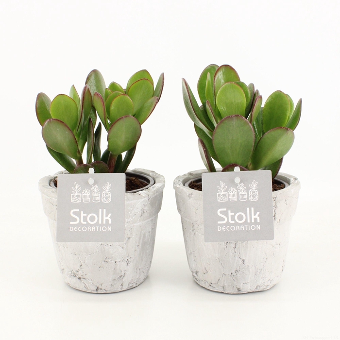 <h4>Crassula Ovata 10,5 in stone look pot</h4>