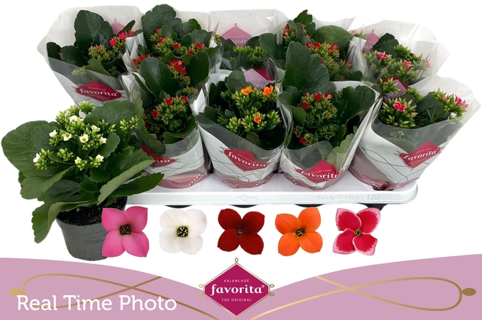 <h4>KAL EN GEM 5 KL</h4>