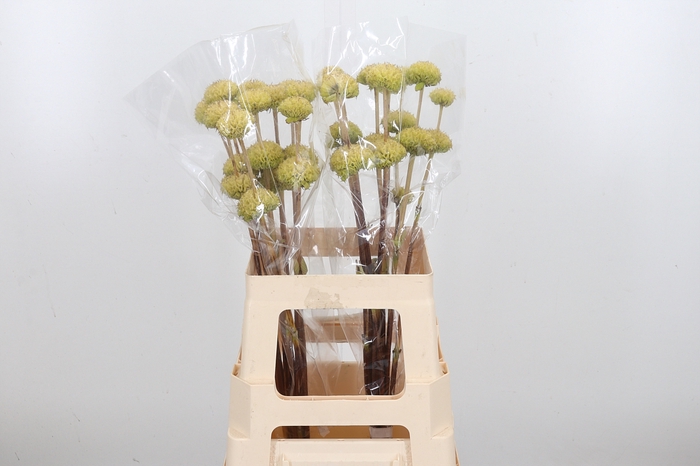 <h4>Phlomis Tuberosa</h4>