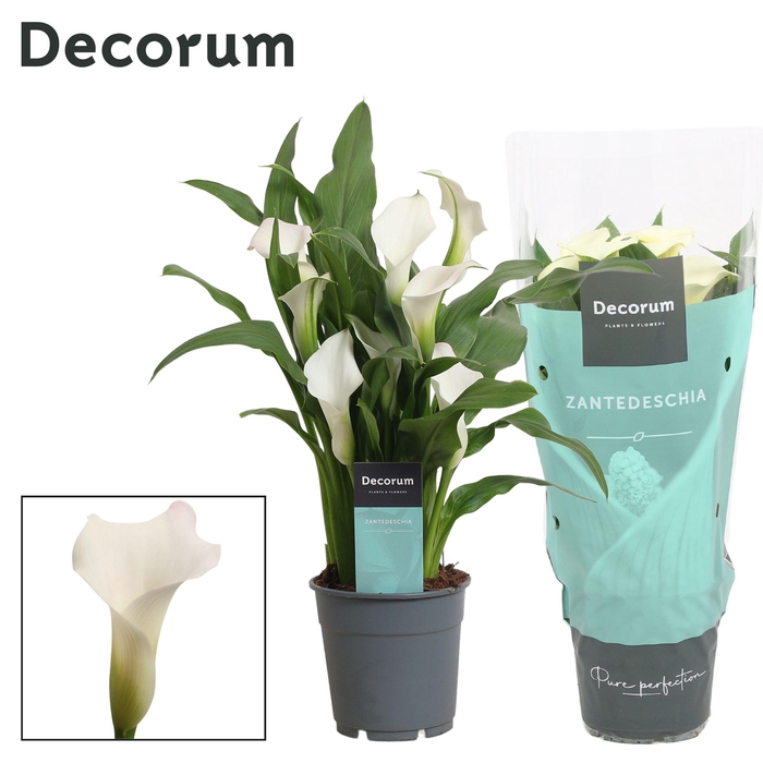 <h4>Zantedeschia (Calla) Wit (Decorum)</h4>