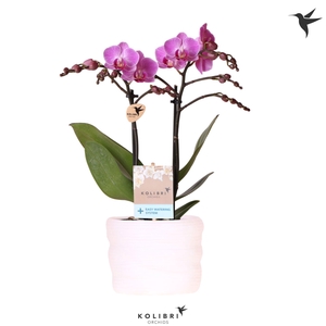 Kolibri Orchids Phalaenopsis Vienna 2 spike in pot white with easy watering system