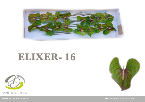 <h4>Anthurium Elixer</h4>