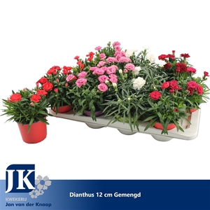 Dianthus p12 gemengd in de tray TST